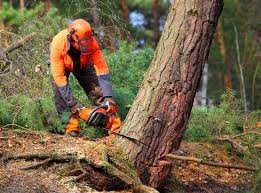 Best Tree Health Inspection  in Lake Arrowhead, CA