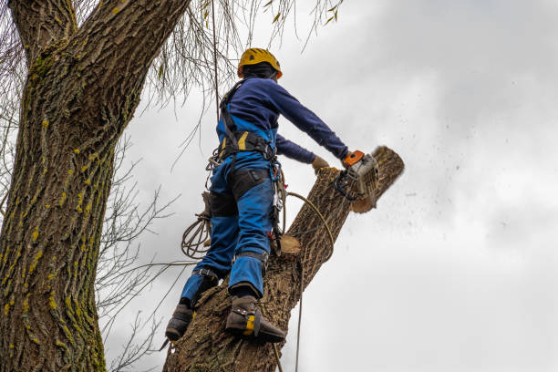 Best Tree Trimming and Pruning  in Lake Arrowhead, CA