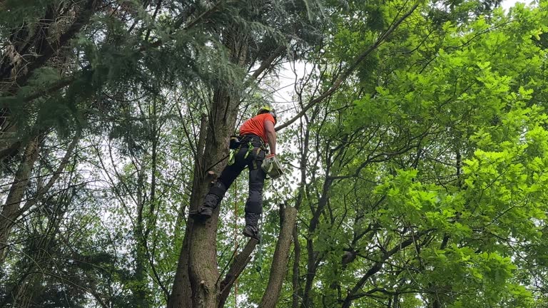 How Our Tree Care Process Works  in  Lake Arrowhead, CA