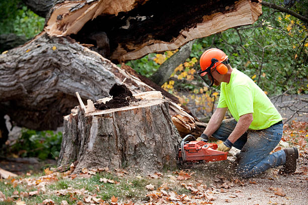 Best Lawn Maintenance Plans  in Lake Arrowhead, CA