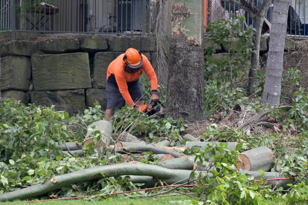 Best Arborist Consultation Services  in Lake Arrowhead, CA