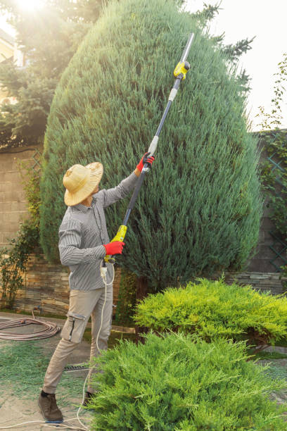 Best Palm Tree Trimming  in Lake Arrowhead, CA