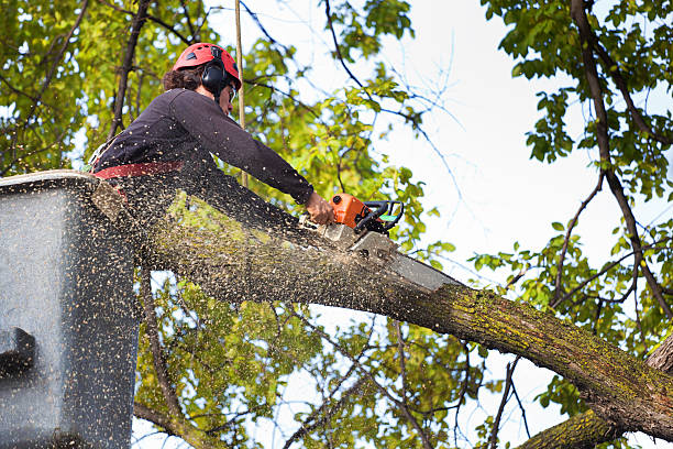 Lake Arrowhead, CA Tree Services Company